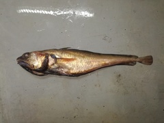 Peruvian Codling photo 1