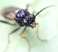 Tenthredopsis coquebertii