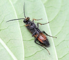 Tenthredopsis coquebertii