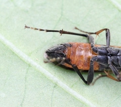 Tenthredopsis coquebertii
