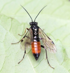 Tenthredopsis coquebertii