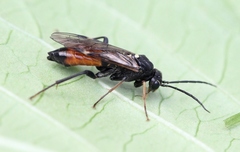 Tenthredopsis coquebertii