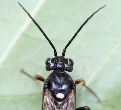 Tenthredopsis coquebertii
