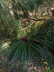 Pinus montezumae