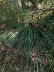 Pinus montezumae