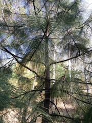 Pinus montezumae