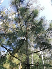 Pinus montezumae