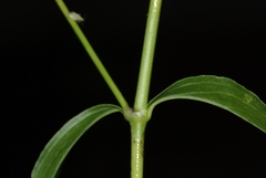 Silene reticulata image