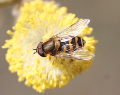 Parasyrphus vittiger