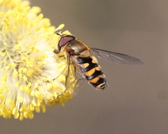 Parasyrphus vittiger