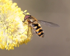 Parasyrphus vittiger