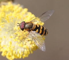 Parasyrphus vittiger