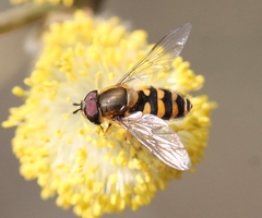 Parasyrphus vittiger