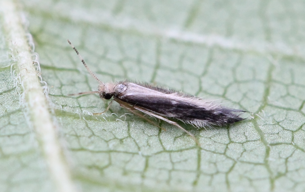 Orthotrichia costalis