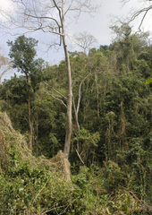 Dipterocarpaceae