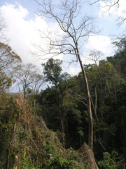 Dipterocarpaceae