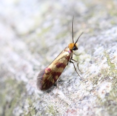 Micropterix tunbergella