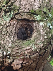 Scaptotrigona postica