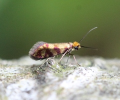 Micropterix tunbergella
