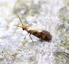 Micropterix tunbergella