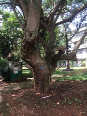 Scaptotrigona postica