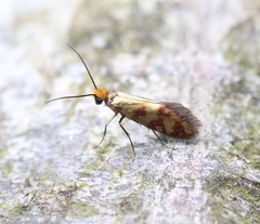 Micropterix tunbergella