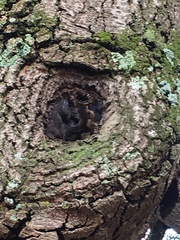 Scaptotrigona postica