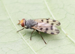 Melieria omissa
