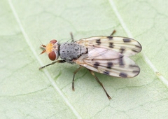 Melieria omissa