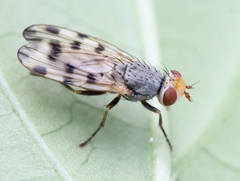 Melieria omissa