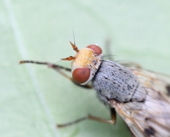 Melieria omissa
