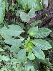 Condamineeae