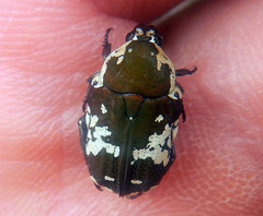 Glycyphana darwinensis