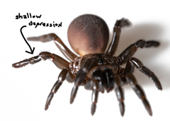 Hebestatis theveneti