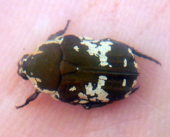 Glycyphana darwinensis