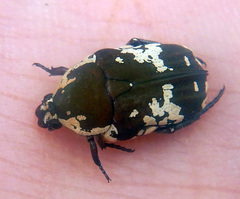 Glycyphana darwinensis