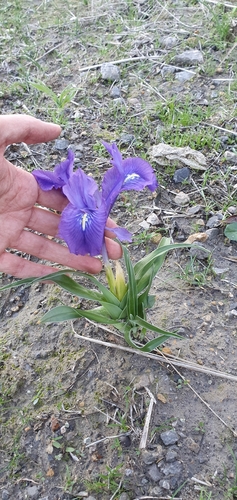 Iris planifolia image