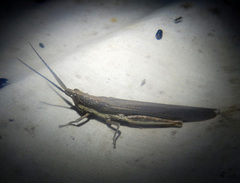 Erythropomala amaena