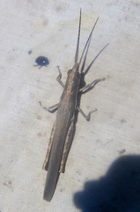 Erythropomala amaena