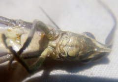 Erythropomala amaena