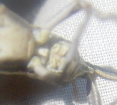 Erythropomala amaena