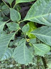 Condamineeae