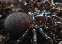 Hebestatis theveneti