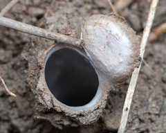 Hebestatis theveneti