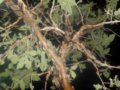 Macrotristria intersecta