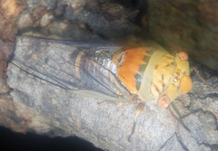 Macrotristria intersecta