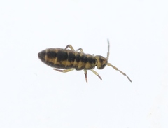 Isotomurus plumosus