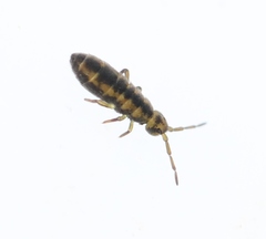 Isotomurus plumosus