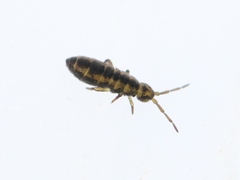 Isotomurus plumosus