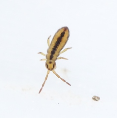 Isotomurus plumosus